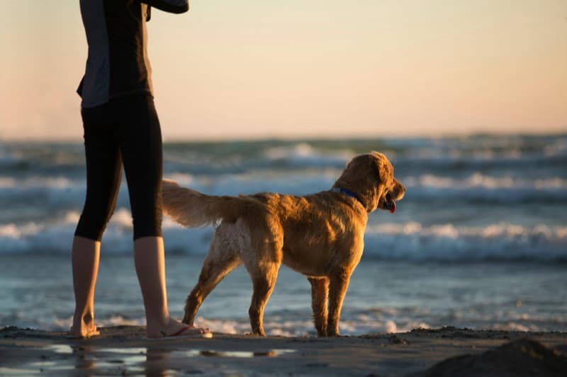 Dog on the beach at sunset