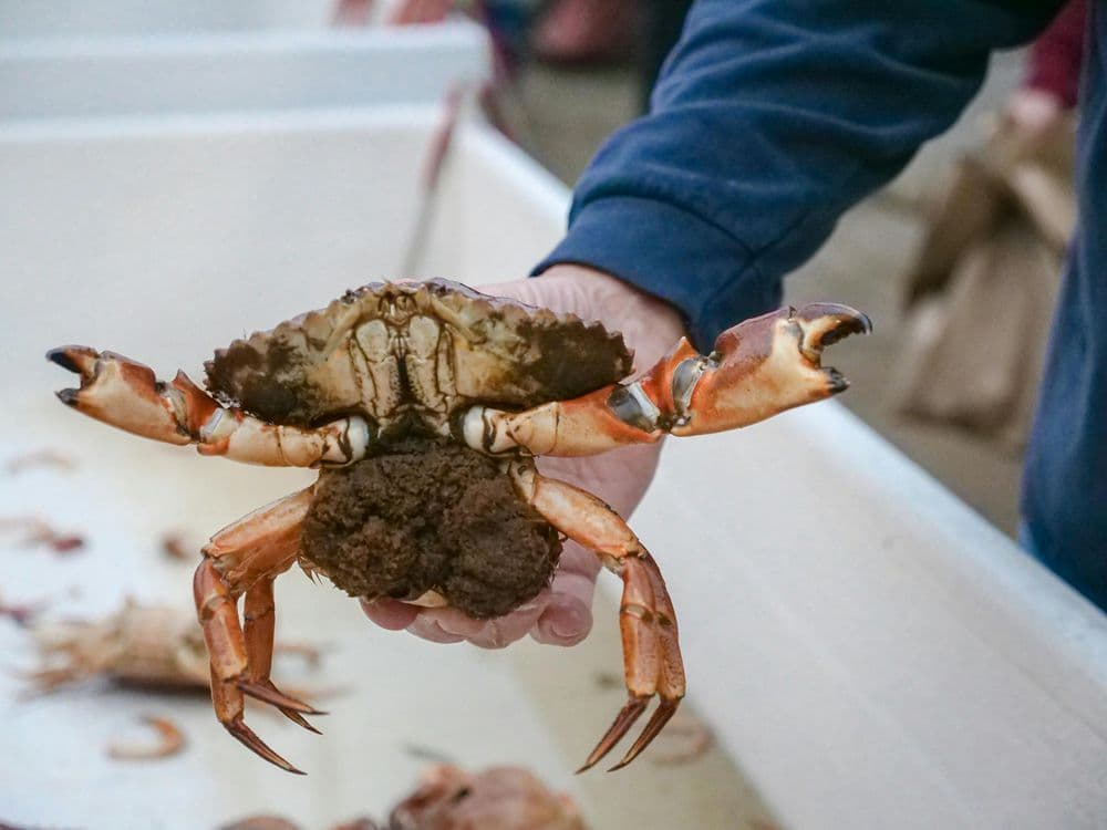 Crabbing and fishing on the Washington Coast near Westport